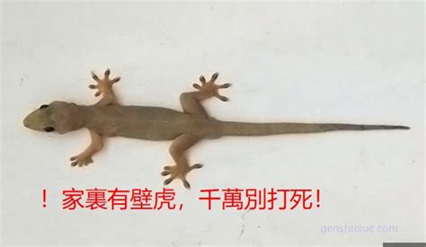 壁虎出現在房間|家裡有壁虎怎麼趕走？專家教6招天然驅蟲方法，不用。